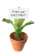 Pot Plant with Placard