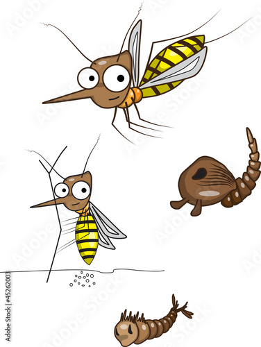 Vector: The life cycle of the mosquito The life cycle of the mosquito
