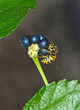 Foto: closeup of wasp that eating verbena fruits closeup of wasp that eating verbena fruits