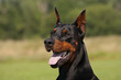 Dobermann