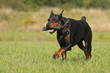 Dobermann
