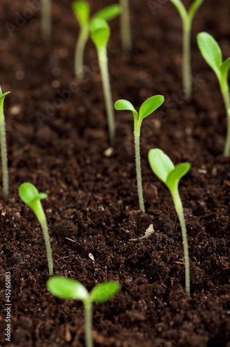 Photo: Green seedling Green seedling