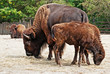 American Bison herd