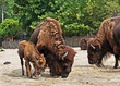 Bison with calf