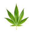 Cannabis Leaf Isolated On Whit...