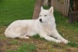 Weiser Siberian Husky