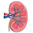 Kidney anatomy vector illustration