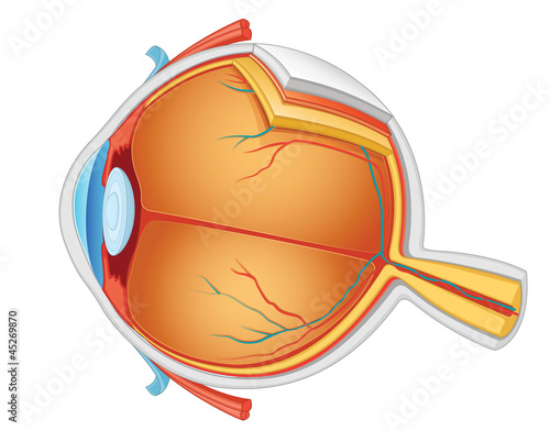 Vector: Eye anatomy vector illustration Eye anatomy vector illustration