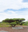 exotic garden