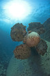 Propeller on a shipwreck