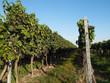 Weinreben
