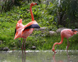 Photo: American Flamingo male displaying American Flamingo male displaying
