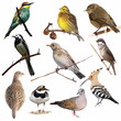 Set birds isolated on white background, texture