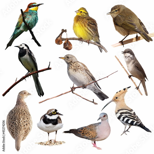 Photo: Set birds isolated on white background, texture Set birds isolated on white background, texture