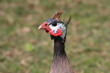 Photo: Guineafowl Guineafowl