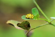 small yellow ladybug on a green leaf