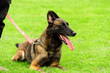 Foto: police dog police dog