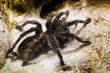 Tarantula spider