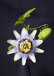 canvas print picture Granadilla Flower