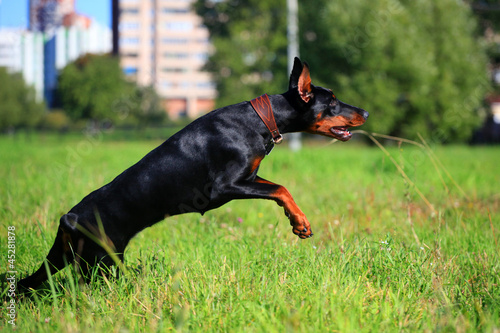 Photo: Beauty black doberman running on the meadow Beauty black doberman running on the meadow