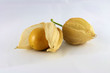 Physalis