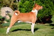 Baseni standing to attention