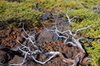 Dried branches in La palma Caldera de Taburiente