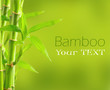 Bamboo background with copy space