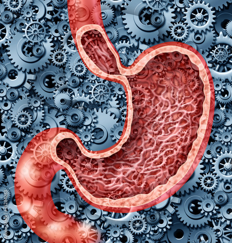 Illustration: Human Digestion Human Digestion