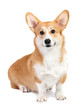 Photo: Corgi dog in studio Corgi dog in studio