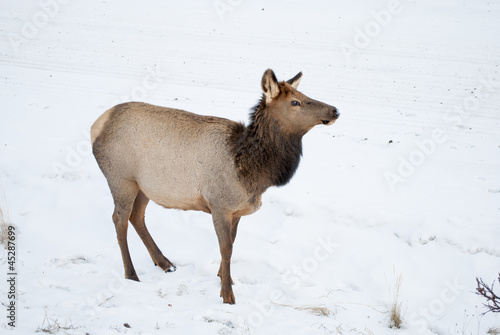 Photo: Wapiti Wapiti
