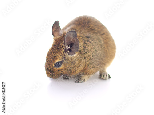 Photo: Degu Mouse on white background Degu Mouse on white background