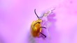 Cucurbit beetle feeding on the orchid