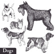 Dogs