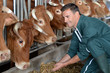 Photo: Closeup on cows being fed by cattleman Closeup on cows being fed by cattleman