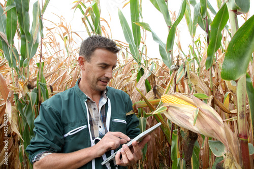 Photo: Farmer checking on corn crops Farmer checking on corn crops