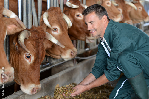 Photo: Closeup on cows being fed by cattleman Closeup on cows being fed by cattleman