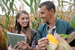 Farmers in cornfield using electronic tablet
