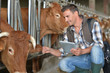 Breeder in cow barn using digital tablet