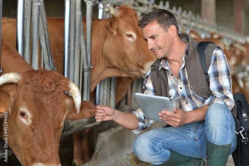 Photo: Breeder in cow barn using digital tablet Breeder in cow barn using digital tablet