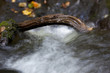 Die Selke ein wildromantischer Fluss im Harz