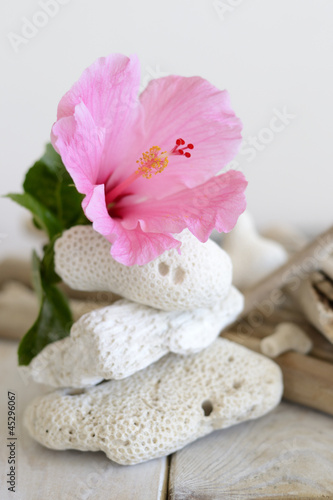 Photo: hibiscus hibiscus