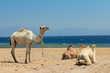 Camels on the beach