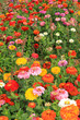 Blumenwiese