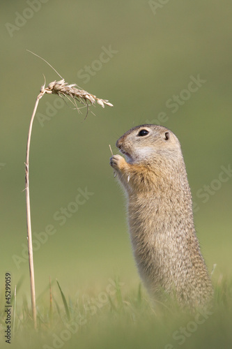 Photo: Ziesel, Herbstfutter Ziesel, Herbstfutter
