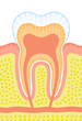 Internal structure of tooth