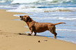 Photo: dachshund dog on the beach dachshund dog on the beach