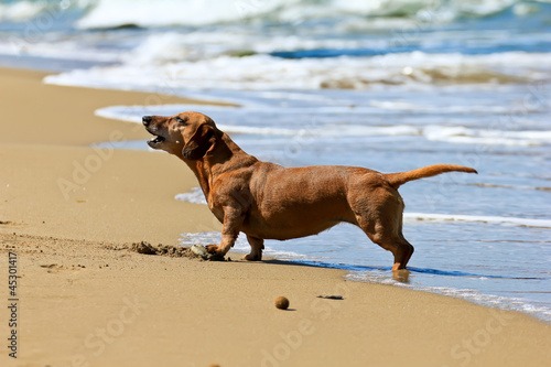Photo: dachshund dog on the beach dachshund dog on the beach