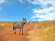 Herd of curious zebras looking and standing on the road