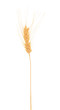 single golden isolated on white ear of wheat